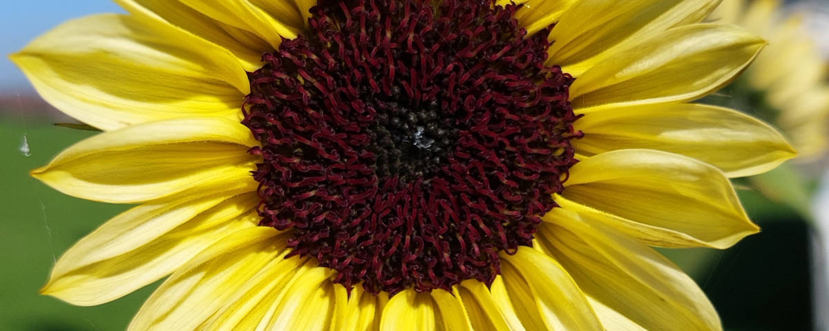 Sonnenblume_2025-10-19