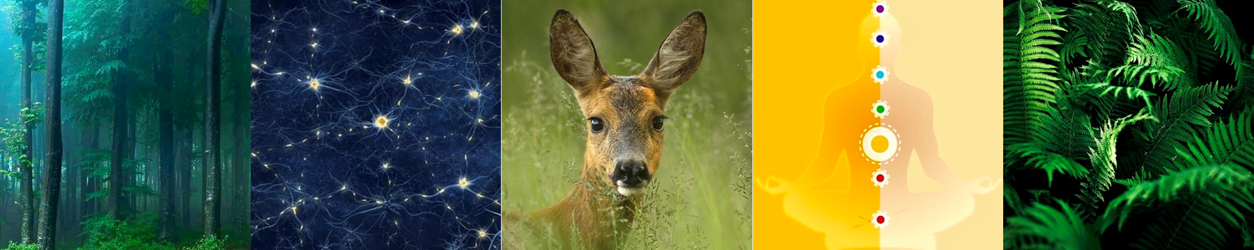 Bambi Reflex - Textinhalt