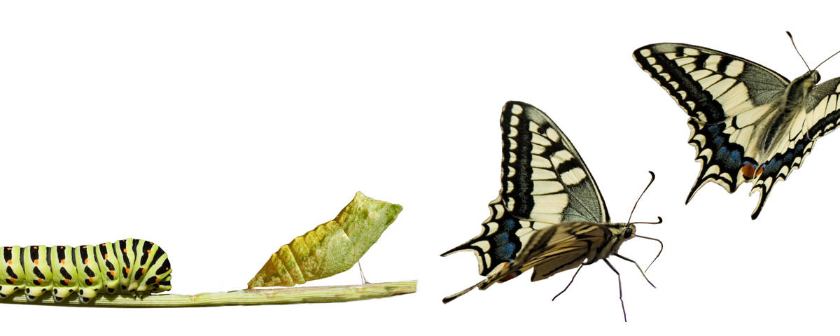Metamorphose